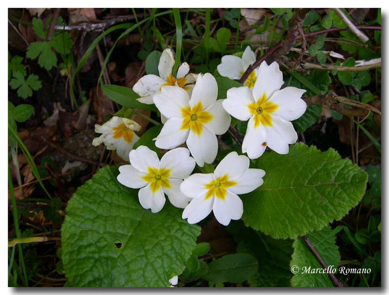 Primula vulgaris / Primula comune